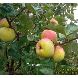 ПАТРИОТ