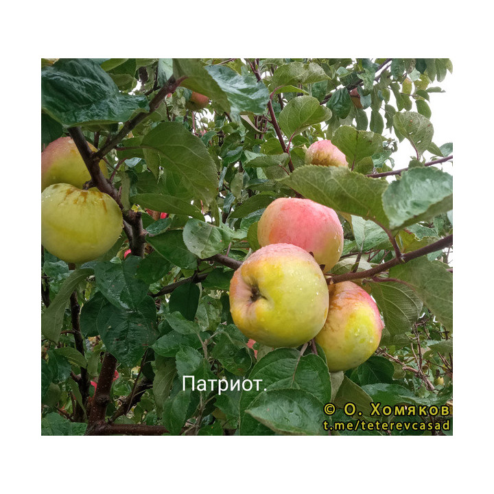 ПАТРИОТ