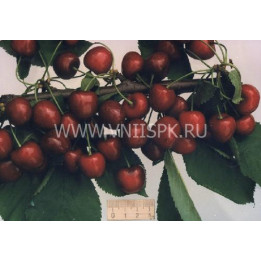 Мелитопольская чёрная