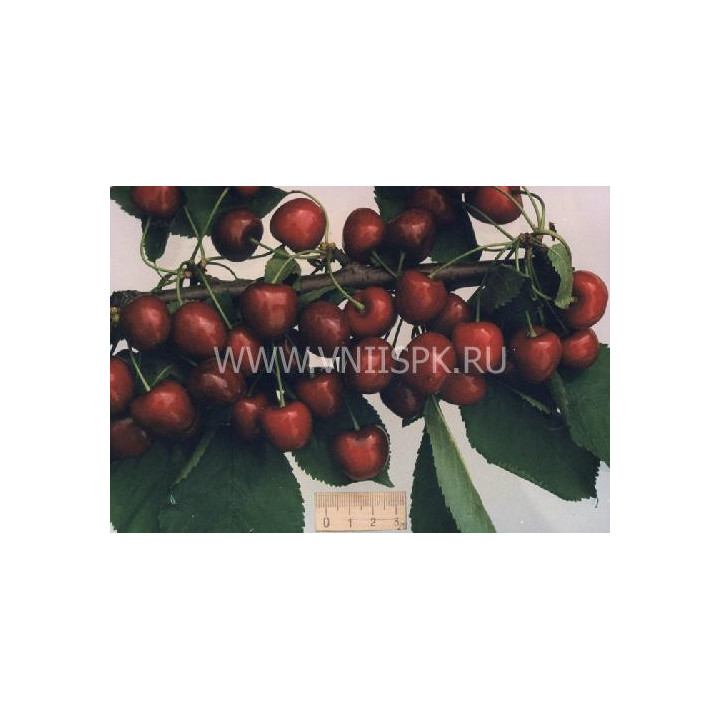 Мелитопольская чёрная