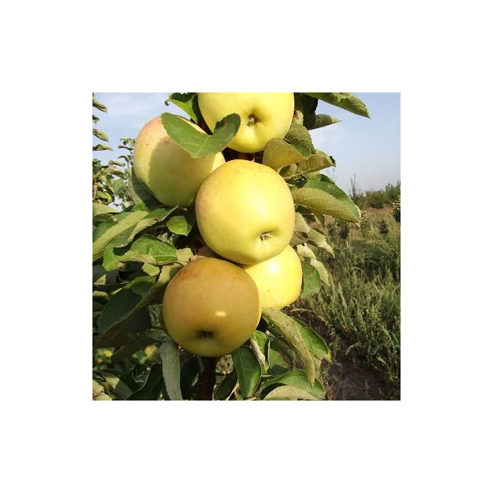 ЯНТАРНОЕ ОЖЕРЕЛЬЕ