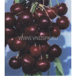 Память о Кайсыне