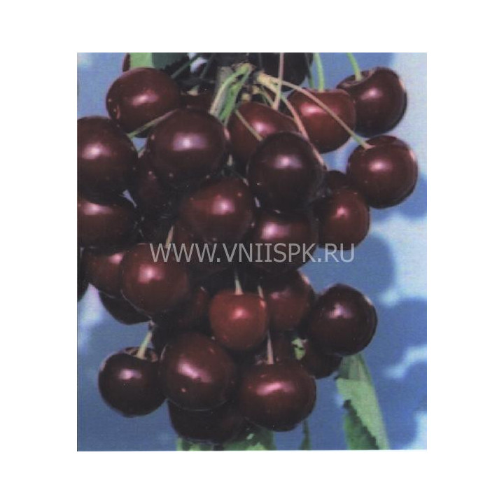 Память о Кайсыне