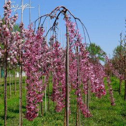 АЛАЯ ПЛАКУЧАЯ