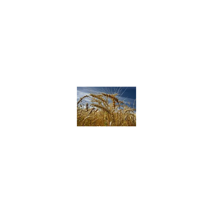 ДОНЕЦКИЙ 8