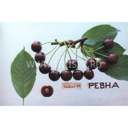 Ревна