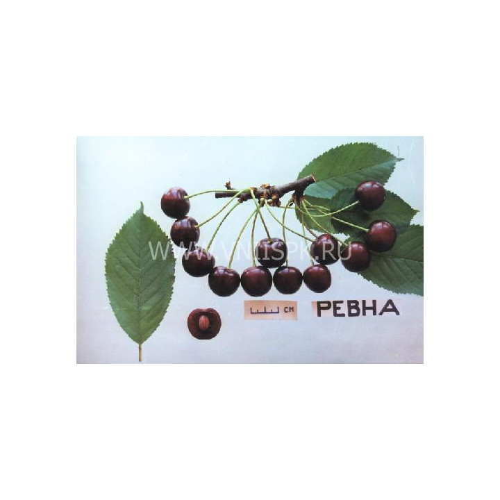 Ревна