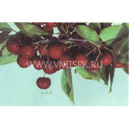 Романтика