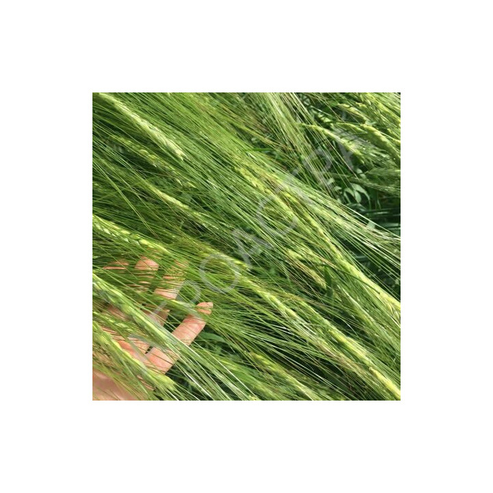 ЛЕОН