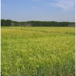 СИБИРСКИЙ АВАНГАРД