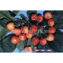 Францис
