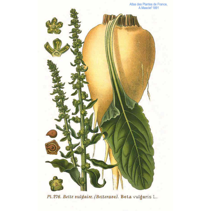МС Х 66607