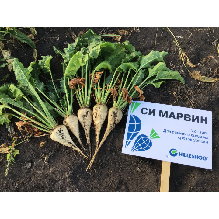 СИ МАРВИН