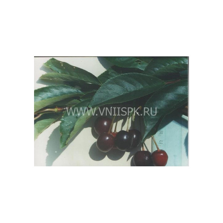 Дымка
