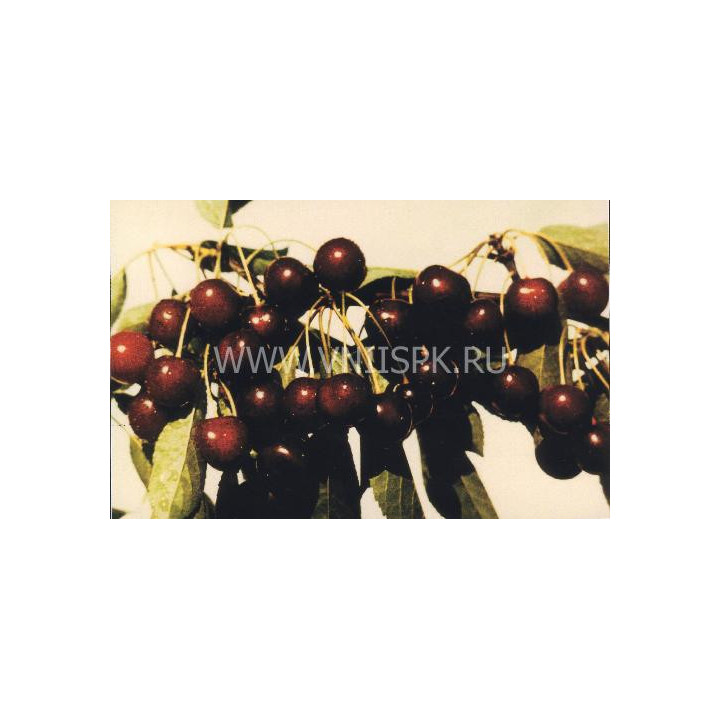 Жуковская
