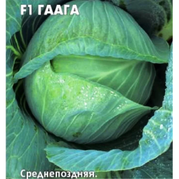 ГААГА