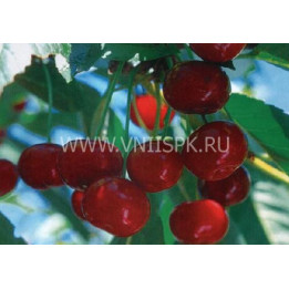 Живица