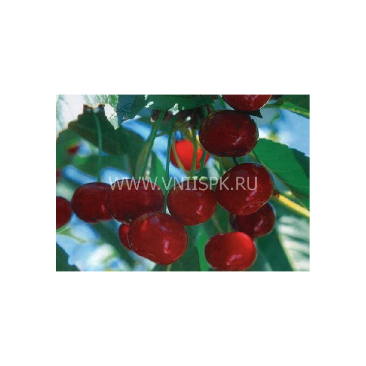 Живица