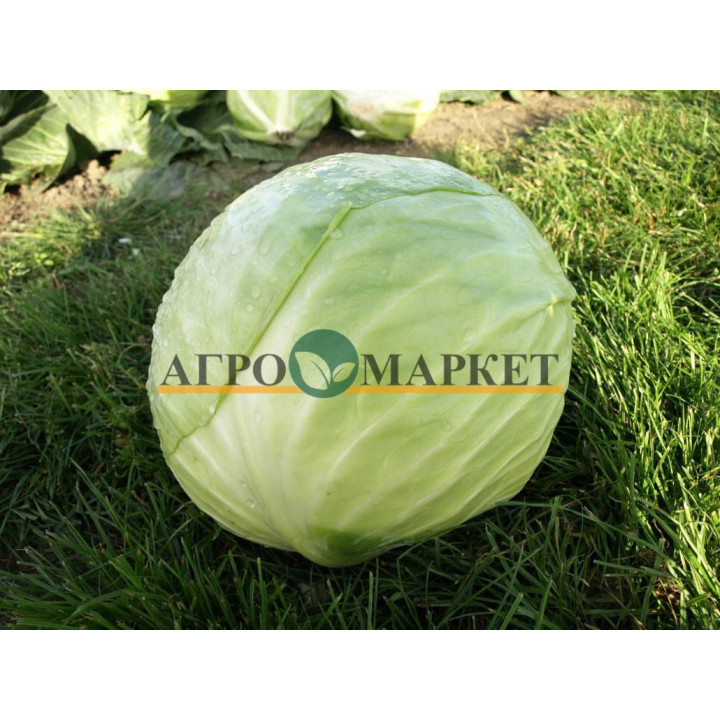 ДЕКУРИОН