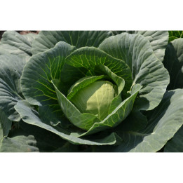 ЛАРК