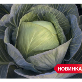 ЗИЕЛОНОР