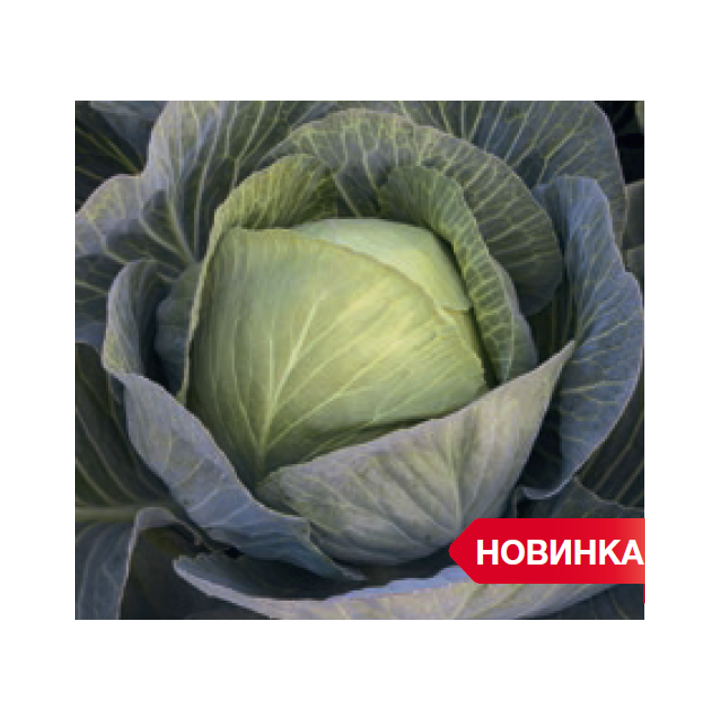 ЗИЕЛОНОР