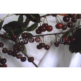 Казачка