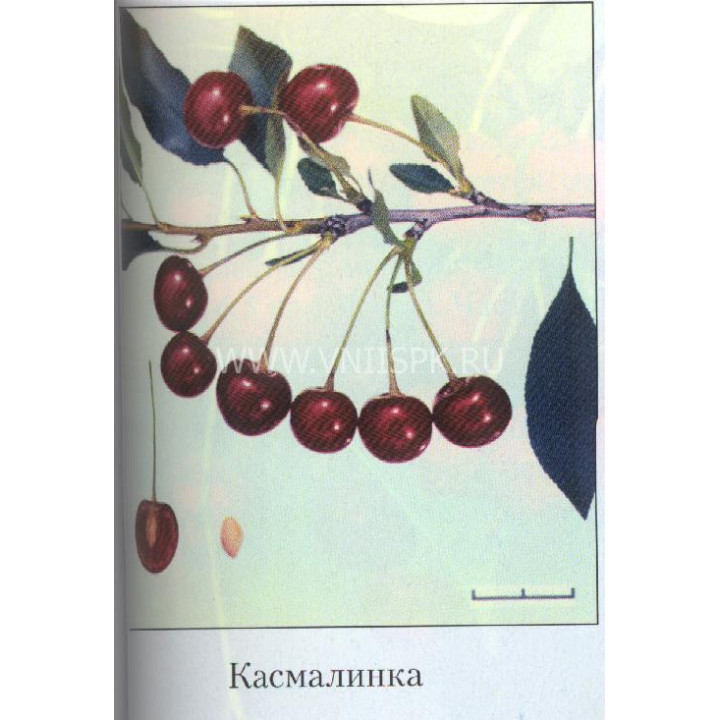 Касмалинка