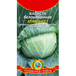 АТАМАН