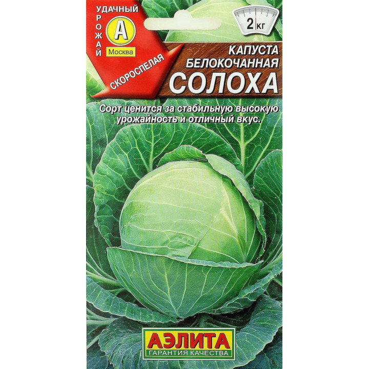 СОЛОХА