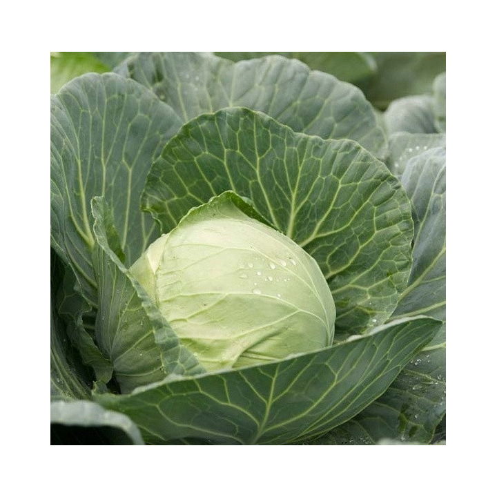 РАНОКИ