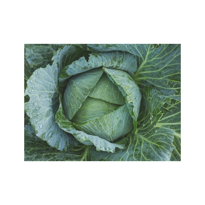 КАИД