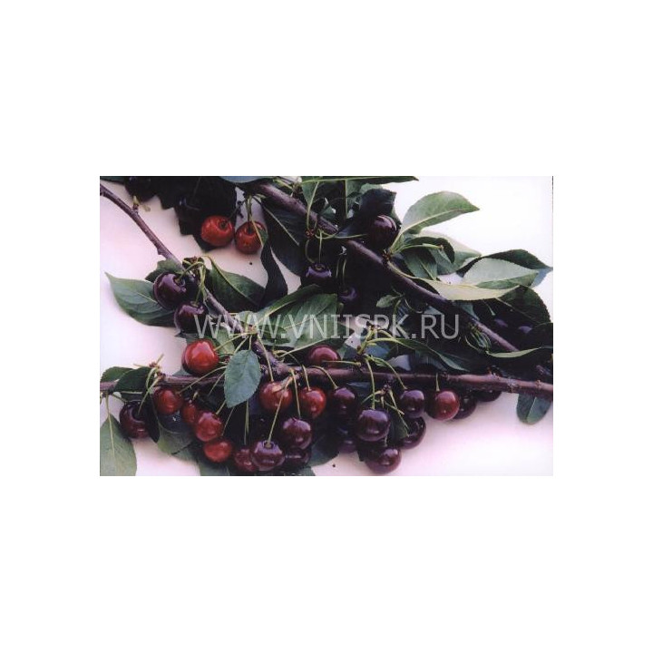 Краснодарская сладкая