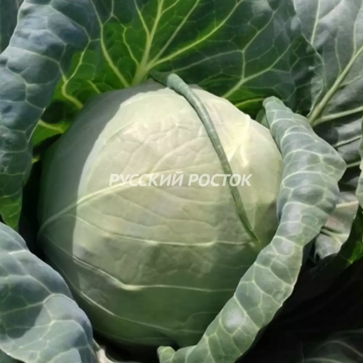 ЧЕМПИОН