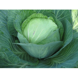 МАРЬЯНА