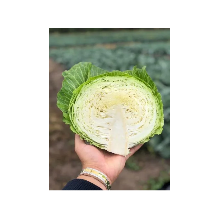 ФАВОРИТ