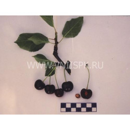 Лозновская