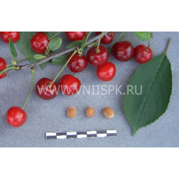 Любская