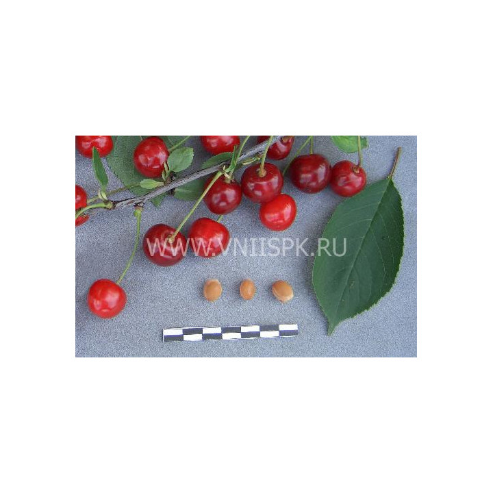 Любская