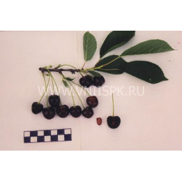 Мелодия