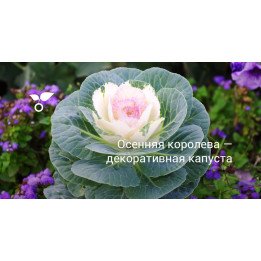 ПАЛЬМИРА