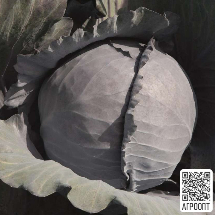 КЛИМАРО