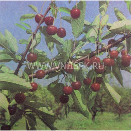 Нефрис