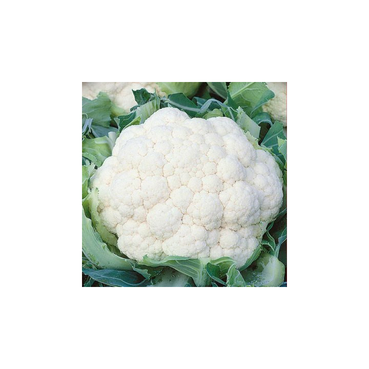 МОВИР 74