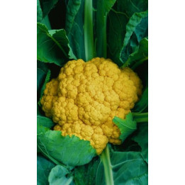 КУПЕЧЕСКАЯ
