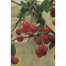 Нортстар