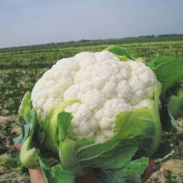 ФЛИРТ