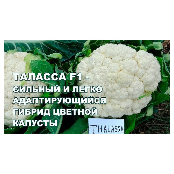 ТАЛАССА