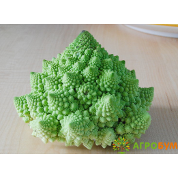 ИЗУМРУДНЫЙ КУБОК