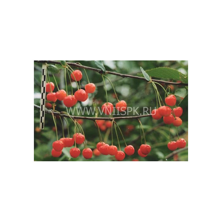 Памяти Машкина